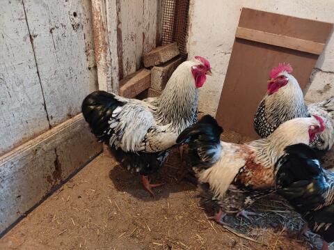 Verkaufe Wyandotten-Mischlings Hähne