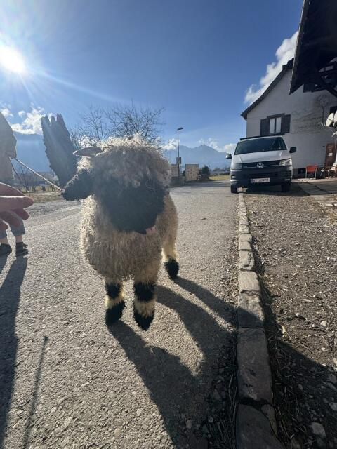 Walliser Schwarznasen Bock-Lamm