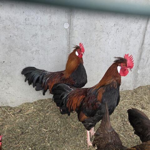 2× Altsteirer Jung-Hahn