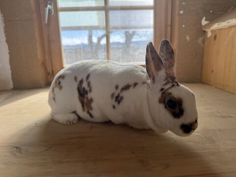3 Dalmatiner Rex Hasen abzugeben – zuchtgeeignet