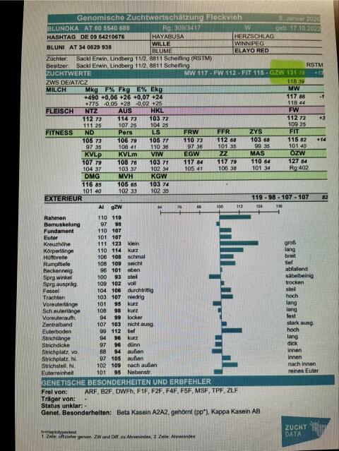 Jungkuh/Fleckviehkuh