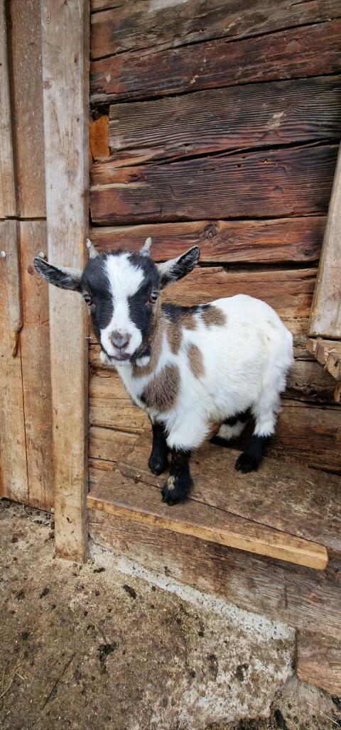 Mini Zwergziegenböcke