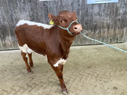 Pinzgauer Kalb weiblich