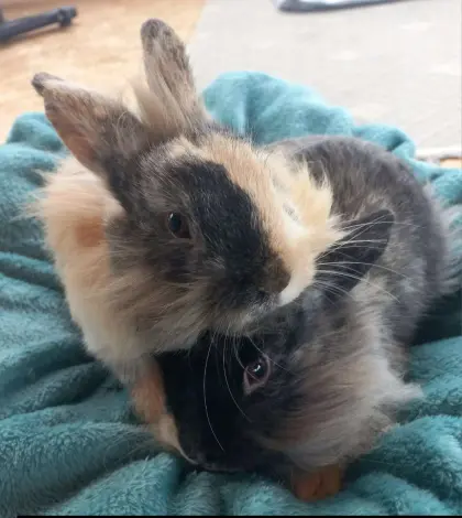 Löwenkopf Zwergkaninchen