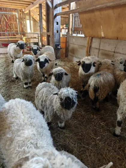 Walliser Schwarznasen Auenlämmer HB-fähig