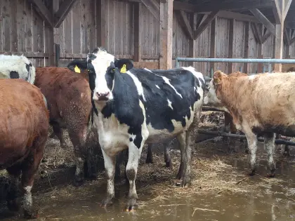 Hochträchtige Bio HF Kalbin zu Verkaufen