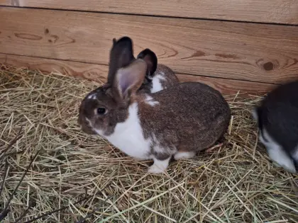 Verkaufe Kaninchen-Weibchen