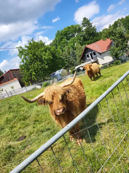 Verkaufe 2 Highlandkühe