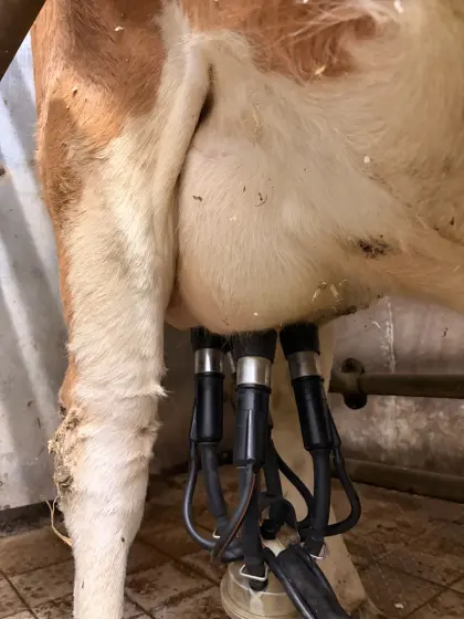 Suchen Grünland, Landwirtschaft