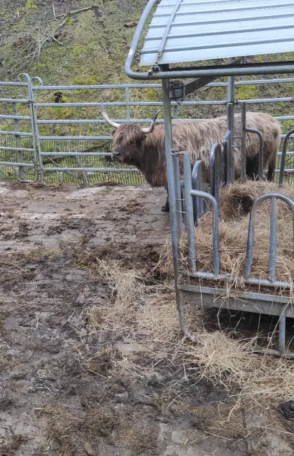 Hochlandrind Kuh Bio