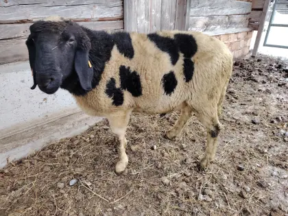 3 Gescheckte HB-Widder zu verkaufen!