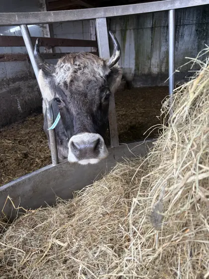 Tiroler Grauvieh Mutterkuh mit Horn