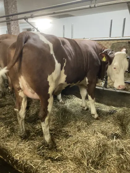 Verkaufe Erstlingskühe mit bester Abstammung