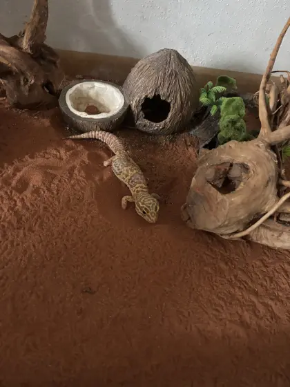 Leoparden geckos abzugeben