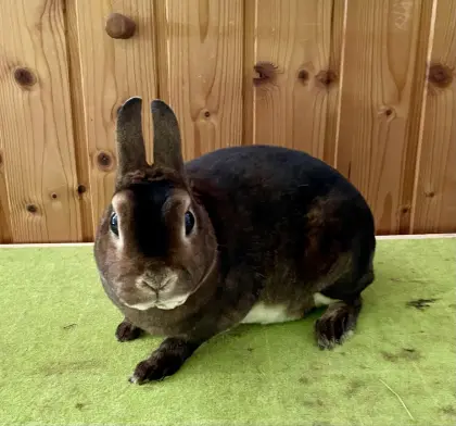 Kastrierter Zwerg Rex castorfarbig