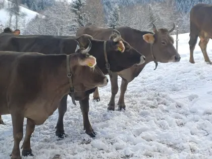 Orginal Braunvieh Kühe