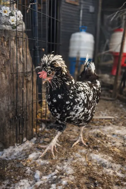 Hennen suchen ein neues Zuhause