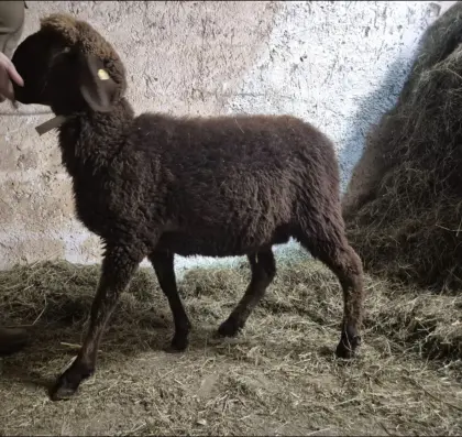 Braunes Bergschaf BIO