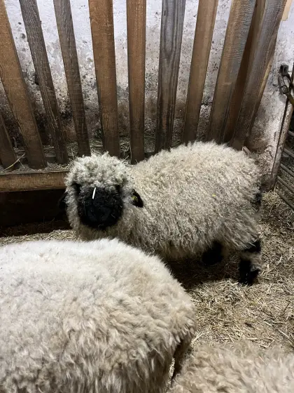 Weibliche Walliser Schwarznasenschafe