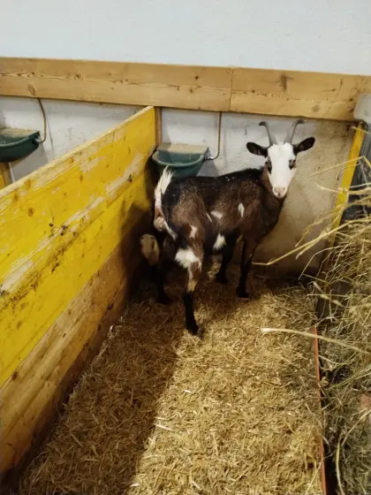 Verkaufe HB fähige Tauernscheckenziege