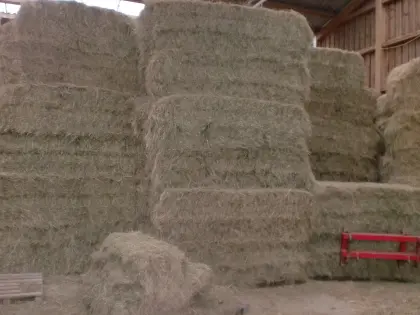 Bio-Heu in Quaderballen in 85419 Mauern