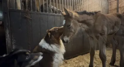Haflinger x Araber Fohlen
