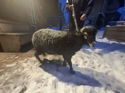 Krainer Steinschaf Jungbock