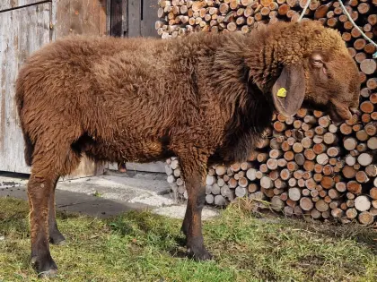 Brauner Bergschaf Widder - BIO