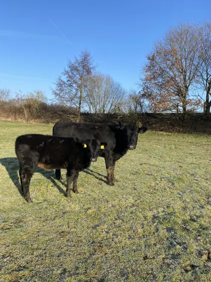 Angus Kuh mit Kuhkalb