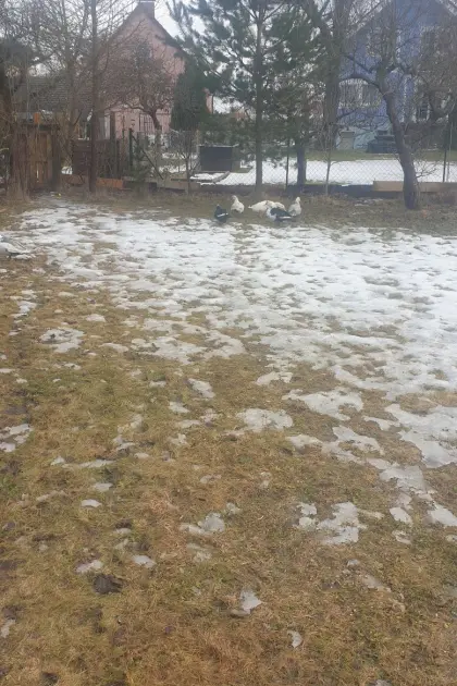 bekommen bald stummenten eier  wen wehr mag auch Küken