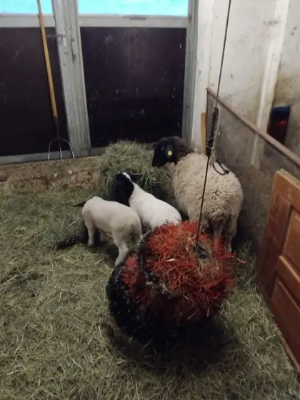 Verkaufe Bio Dorper Schafe