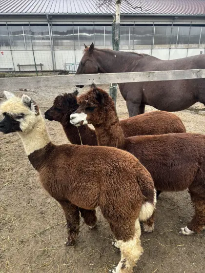 Alpaka Hengste