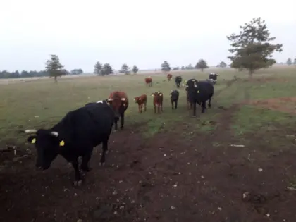 Tux-Zillertaler Kühe, Kalbinnen und Zuchtstiere