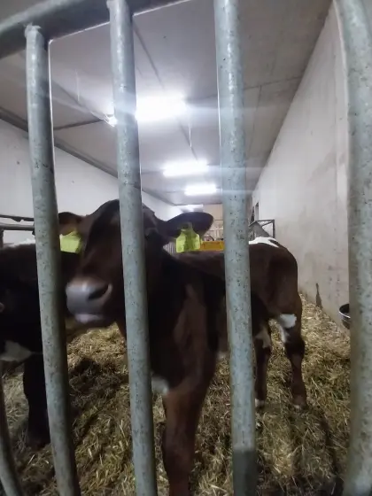 Stierkalb Pinzgauer/Rf