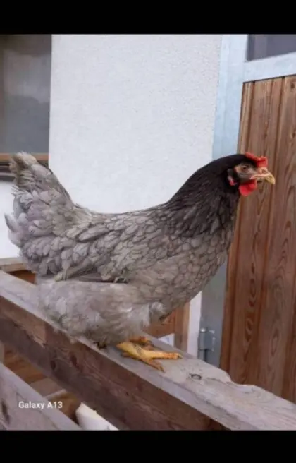 Legehennen Vorbestellung