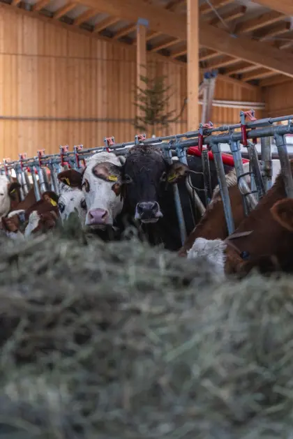 suche BIO (Heu-) Milchkühe