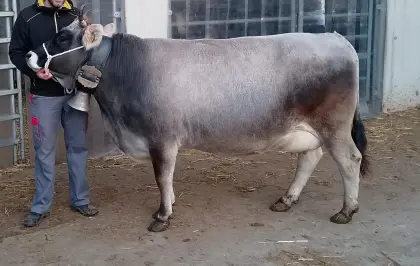 Tiroler Grauvieh Kuh