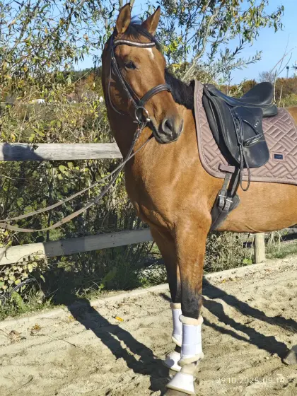 Naomi – Deutsche Reitponystute mit Top-Abstammung