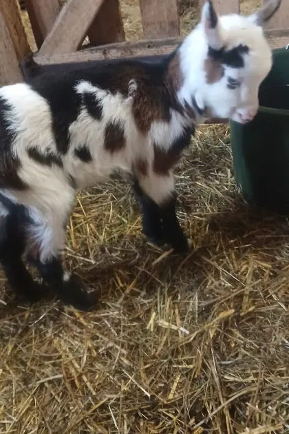 Verkaufe ein Weibliches Tauernscheckenkitz