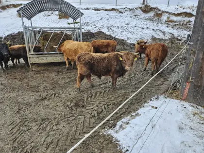 Kalbinen u Stierkälber