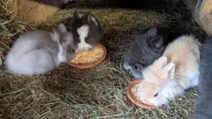 Zwergkaninchen in allen Farben laufend zu verkaufen