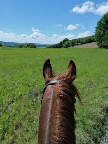 ÖWB-Wallach: Professor sucht Bestplatz