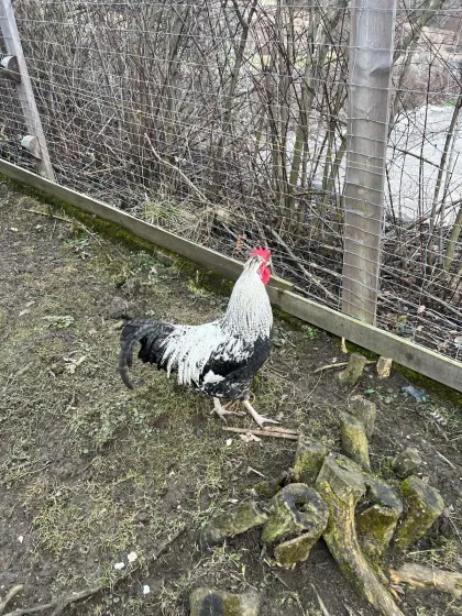 Hähne zu verschenken