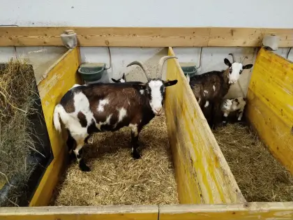 Verkaufe Tauernschecken Bockmutter