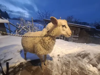 Krainer Steinschaf Jungbock