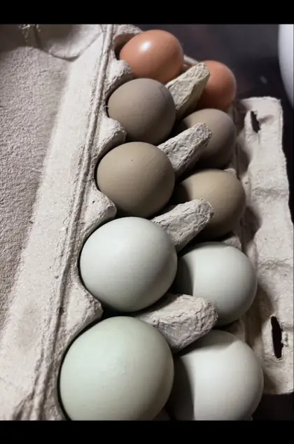 Bruteier gemischte Rassen – Marans, Lohmann & Grünleger