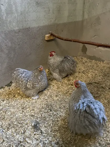 Zwerg Cochin Stamm perlgrau gesperbert