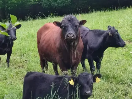 Dexter Rind Stier Bio