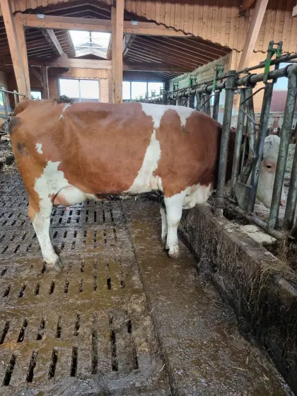 Bio-FL oder FL×RF Jungkühe