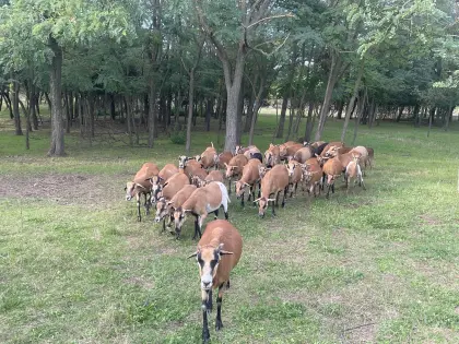 Kamerunschafe suchen ein neues zu Hause